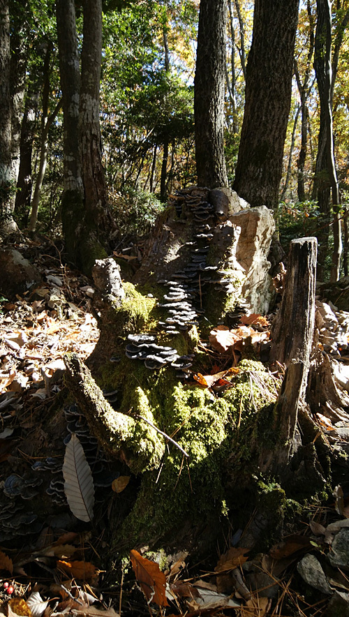 DSC_0591.jpg