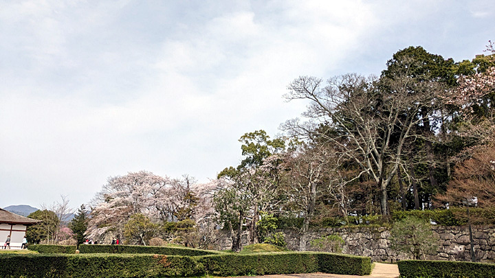 PXL_20240405_035201359.jpg